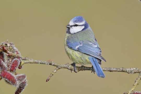 Blue tit (Parus caeruleus), perched on a twig of an alder tree, black alder (Alnus glutinosa), with catkins, spring, wildlife, animals, tit family, songbird, birds, Wilnsdorf, North Rhine-Westphalia, Germany