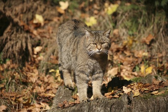 European wildcat (Felis silvestris) amongst brown autumn leaves, Allg&auml;u, Bavaria, Germany