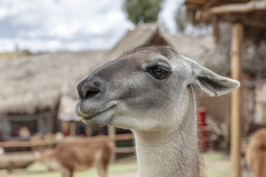 Alpaca and Llama Farm, near Cusco, Peru