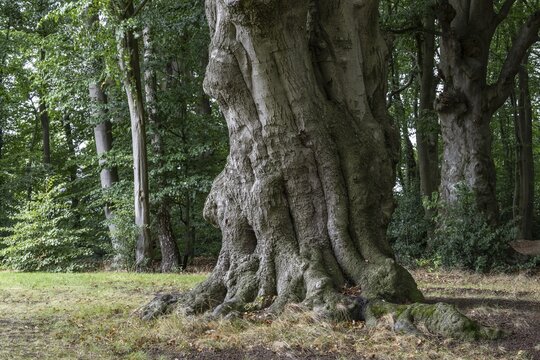 Ancient European beech (Fagus sylvatica), Emsland, Lower Saxony, Germany