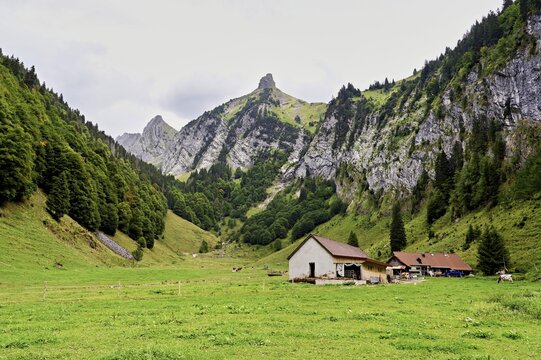Alp, at the back the summit of Zindlenspitz, Innerthal, Canton of Schwyz, Switzerland