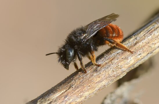 Apidae, bees, hymenoptera, mason bee, osmia bicornis, osmia rufa, red mason bee, insects