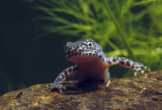 Alpine newt, mountain newt, ichthyosaura alpestris, mesotriton alpestris, triturus alpestris, amphibians, amphibians, amphibians, amphibians, amphibians, male, newt, mating dress