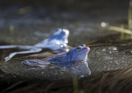 Moor frog, moor frog, rana arvalis, amphibians, amphibians, courtship behavior, courtship display, frog, frog, spawn, amphibians