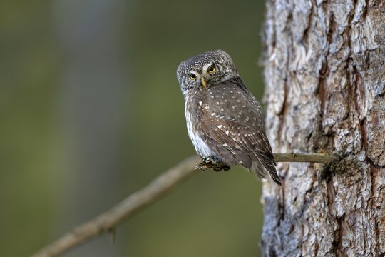 Pygmy Owl (Glaucicium passerinum), sitting on the branch of a tree, Pirchner Ast, Schwaz, Tyrol, Austria