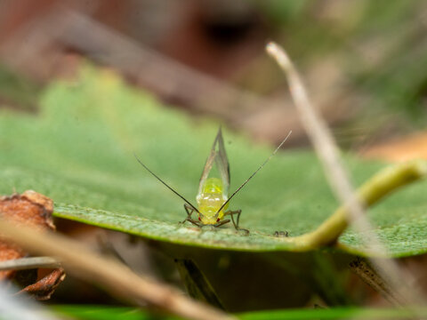 Tiny green aphid rests on a leaf