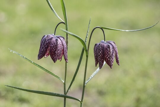 Snake's Head Fritillary (Fritillaria meleagris), Emsland, Lower Saxony, Germany