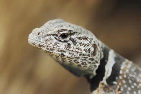 Common collared lizard (Crotaphytus collaris), portrait, captive, occurrence in North America