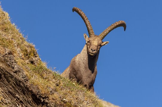 Alpine ibex (Capra ibex), Heiligenblut am Gro&szlig;glockner, Carinthia, Austria