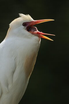 Cattle egret (Bubulcus ibis), portrait, Camargue, France