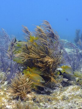 Group of schoolmaster snappers (Lutjanus apodus) in a typical Caribbean reef landscape. Dive site John Pennekamp Coral Reef State Park, Key Largo, Florida Keys, Florida, USA