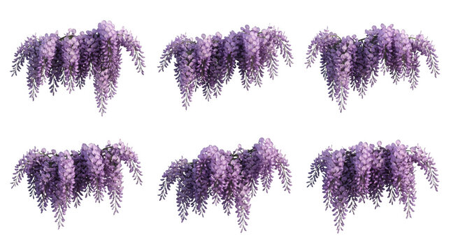 Conjunto de seis racimos de flores de glicinia p&uacute;rpura colgantes aislados sobre un fondo blanco puro, perfectos para dise&ntilde;os florales, decoraci&oacute;n de jardines, elementos bot&aacute;nicos y composiciones