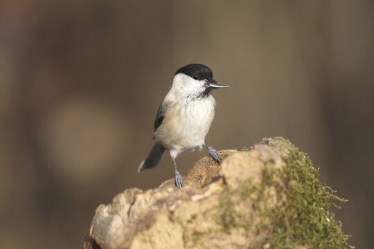 Marsh tit (Poecile palustris) or barn tit at winter feeding in the forest, Allg&auml;u, Bavaria, Germany, Allg&auml;u, Bavaria, Germany
