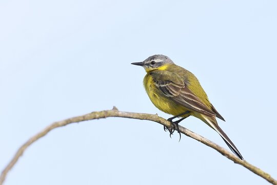 Yellow Wagtail (Motacilla flava) on a twig, D&uuml;mmer, Lake D&uuml;mmer, Ochsenmoor, H&uuml;de, Lower Saxony, Germany