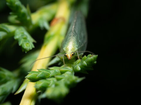 Tiny green lacewing perches delicately on a leafy shoot