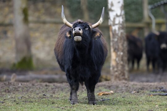 Domestic cattle (Bos primigenius), Ur in a meadow, captive