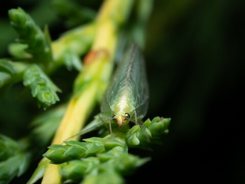 Tiny green lacewing perches delicately on a leafy shoot