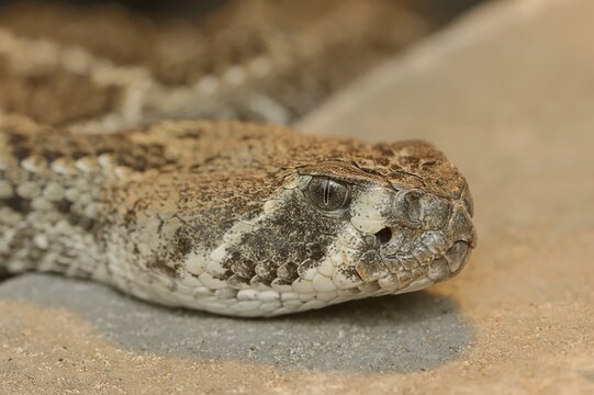 Texas rattlesnake or western diamondback rattlesnake (Crotalus atrox), captive, occurring in North America