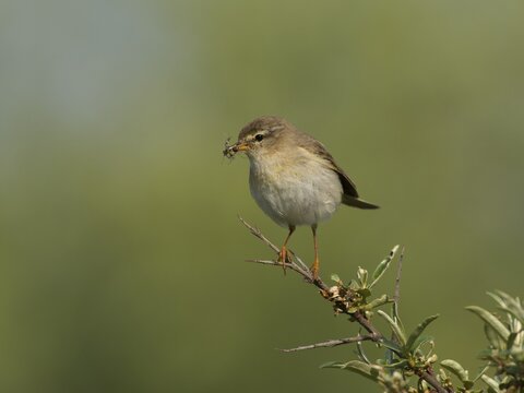 Willow Warbler (Phylloscopus trochilus), Texel, West Frisian Islands, province of North Holland, Holland, The Netherlands