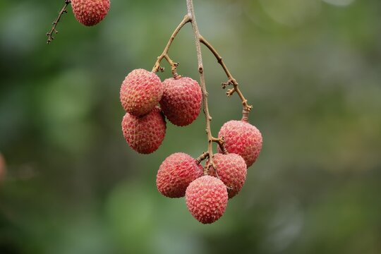 Lychee tree (Litchi chinensis), lychee tree, fruit, ripe, on the tree, Monzi, KwaZulu-Natal, South Africa