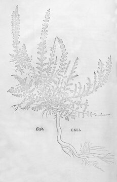 Heather, broom heather (Calluna vulgaris), woodcut by Leonhart Fuchs, from New Kre&uuml;terbuch, neues Kr&auml;uterbuch, Michael Isingrin, Basel, Switzerland, 1543