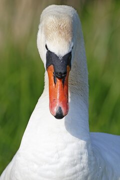 Mute swan (Cygnus olor), animal portrait, Schleswig-Holstein, Germany