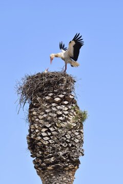 White stork (Ciconia ciconia), pair in a nest on a palm tree, Algarve, Portugal