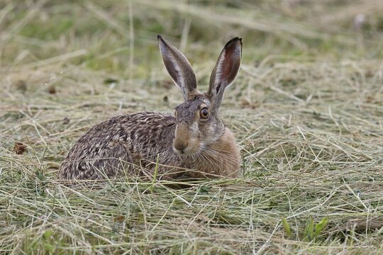 European hare (Lepus europaeus) sitting in a meadow, North Rhine-Westphalia, Germany