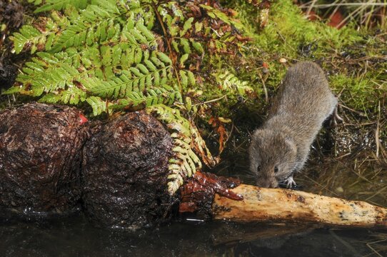 Earth mouse, field vole, microtus agrestis, rodents, rodentia, short-tailed vole, mammals, mouse, muroids, rodents, mammals, vole