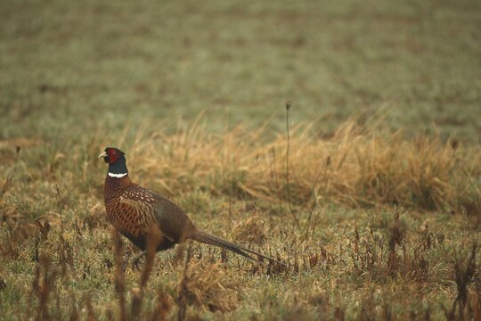 Pheasant (Phasianus colchicus) cockerel secured on fallow land, Lower Austria, Austria, Lower Austria, Austria