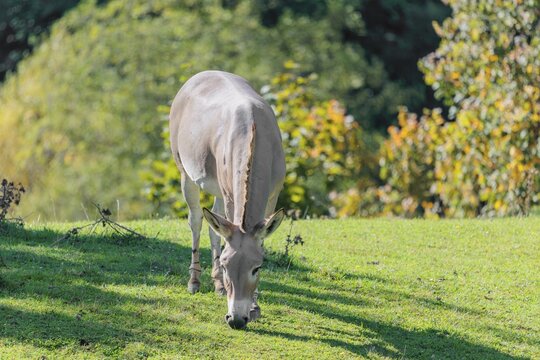A female Somali wild ass, Equus africanus somaliensis, grazing on a green meadow