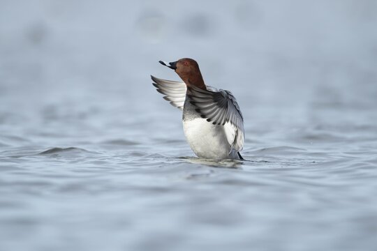 Common pochard duck (Aythya ferina) adult male bird flapping its wings on a lake, England, United Kingdom