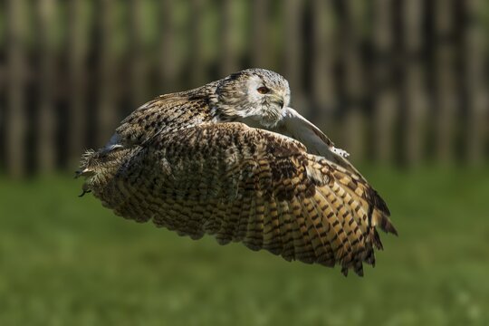 Owl flying just above the ground with folded wings in a meadow, Siberian Eagle Owl (Bubo bubosibiricus), Germany