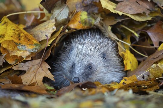 European hedgehog (Erinaceus europaeus) adult animal emerging from a pile of fallen autumn leaves, England, United Kingdom