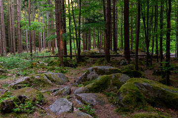 Fototapeta premium Moss-covered granite boulders scattered among tall trees in a peaceful mountain forest in Poland. Concept of biodiversity, natural habitats, forest conservation and wilderness exploration.