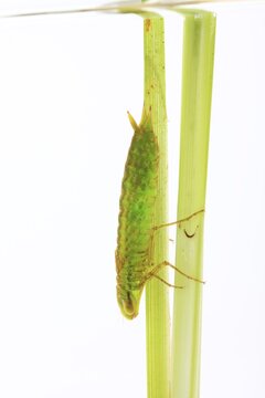 Larva of a dragonfly, Emperor Dragonfly (Anax imperator)