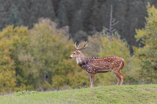 An axis deer stag  (Axis axis) stands in a green meadow and watches the photographer attentively. A forest can be seen in the background