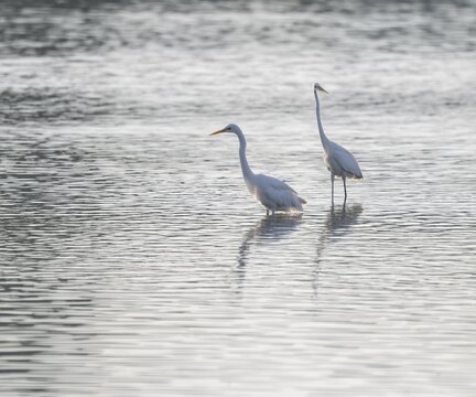 Great White Egret (Ardea alba) standing in the shallow water zone of a pond, looking for food, Lower Saxony, Germany