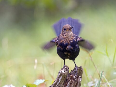 A blackbird (Turdus merula) stands on a root with its wings spread, dynamic movement, Hesse, Germany