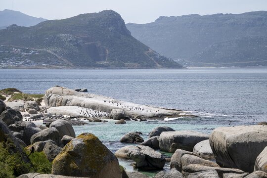 Penguin colony, African penguin (Spheniscus demersus), Boulder Beach, Western Cape, Simon's Town, South Africa