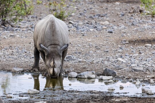 White rhinoceros (Ceratotherium simum), Moringa waterhole, Camp Halali, Etosha National Park, Namibia