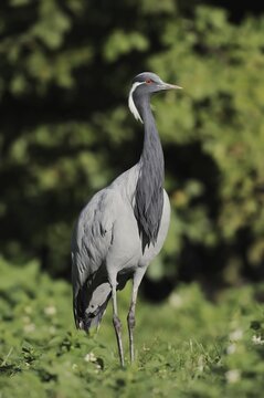 Virgin crane (Anthropoides virgo, Grus virgo), captive, occurring in Asia