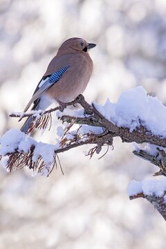 Eurasian jay (Garrulus glandarius), sitting on a branch, Terfens, Tyrol, Austria