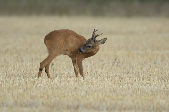 Roe deer (Capreolus capreolus) adult male buck animal in a farmland stubble field in summer, England, United Kingdom