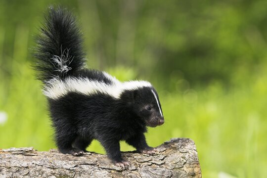Skunk (Mephitis mephitis), Minnesota, USA. A young skunk stands alone on a tree trunk against a green background