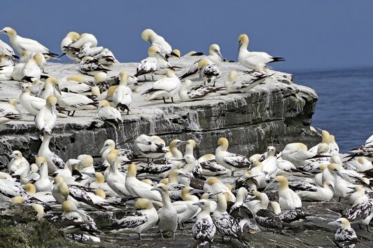 Many birds gather on rocky cliffs by the sea under a blue sky, Isle of Noss, Shetland Islands, Scotland, United Kingdom