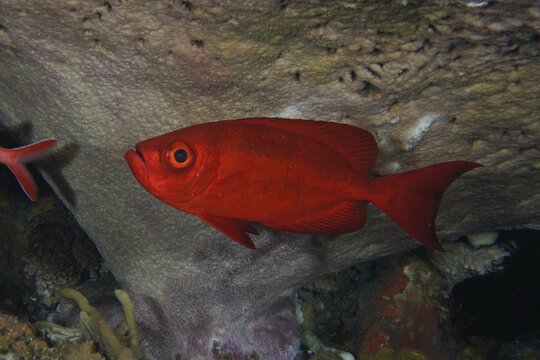 Bright red reef big-eye bass (Priacanthus hamrur) swimming next to a coral in the sea, dive site SD, Nusa Ceningan, Nusa Penida, Bali, Indonesia