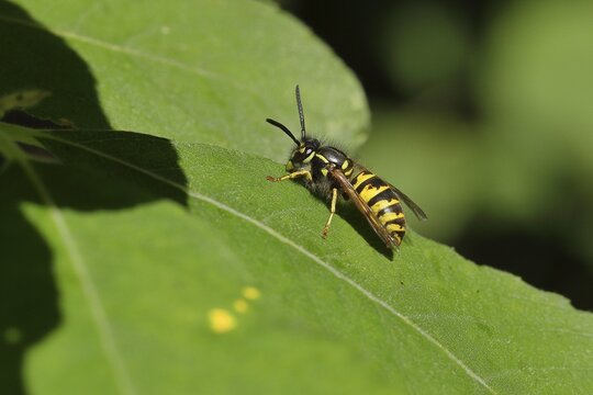 Common wasp (Vespula vulgaris), eating leaf honey on leaves of a willow, North Rhine-Westphalia, Germany