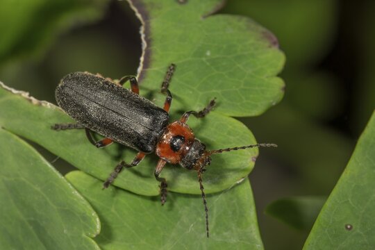 Soldier beetle (Cantharis fusca) on a leaf, Baden-W&uuml;rttemberg, Germany