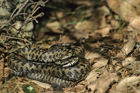European adder, European viper, venomous snake, vipera berus, critters, poisonous reptilia, reptilia, snakes, snakes
